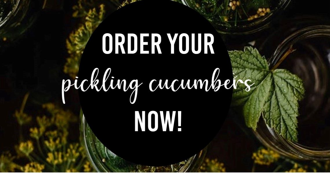 pickling cucumbers