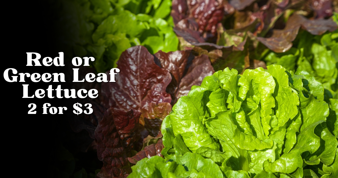 Red or Green Leaf Lettuce 2 for $3